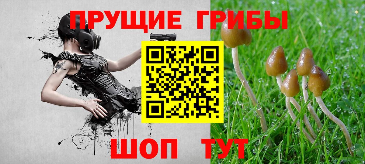 Псилоцибиновые грибы Cubensis Алексеевка